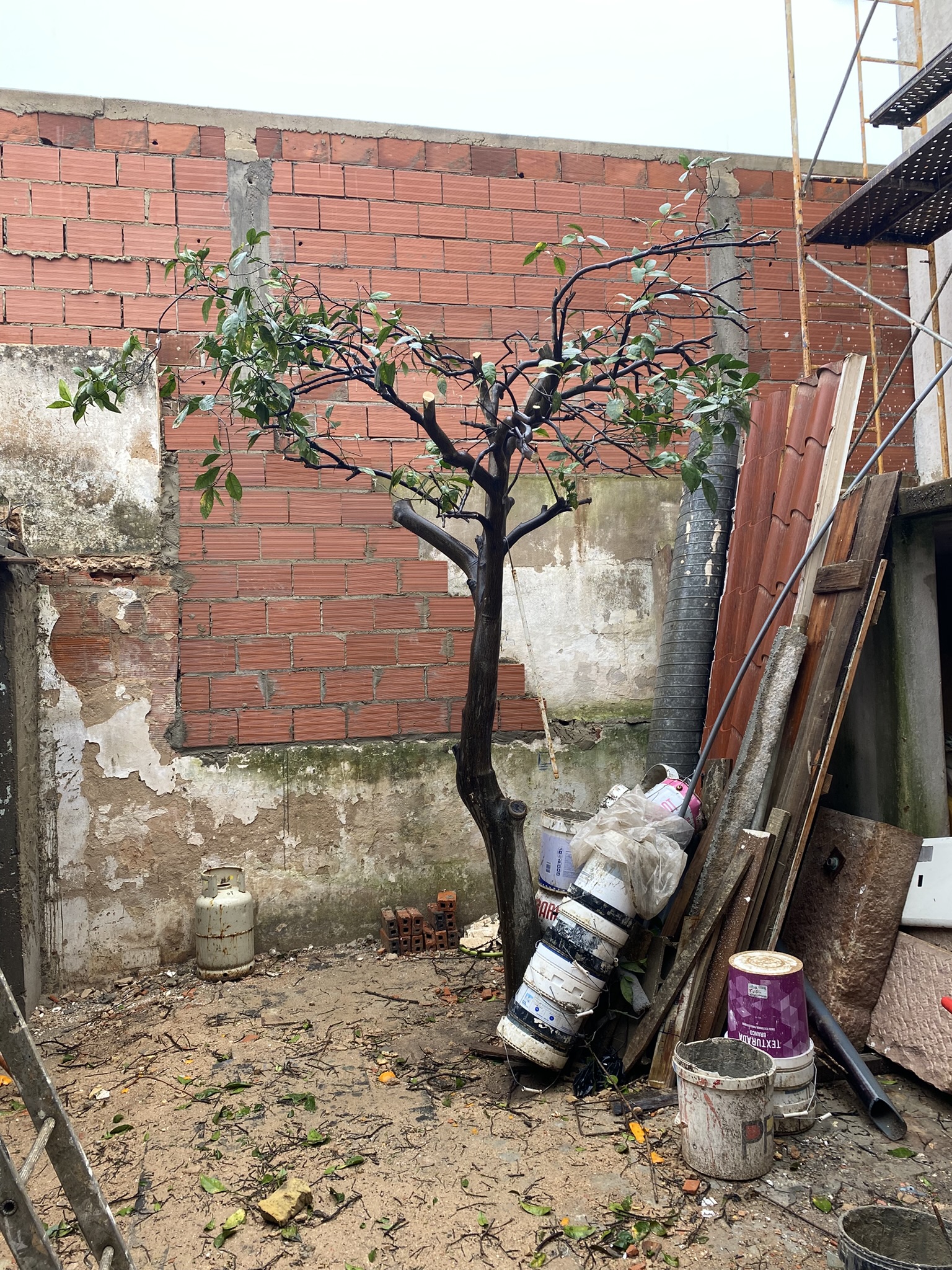 The very pruned Orange tree