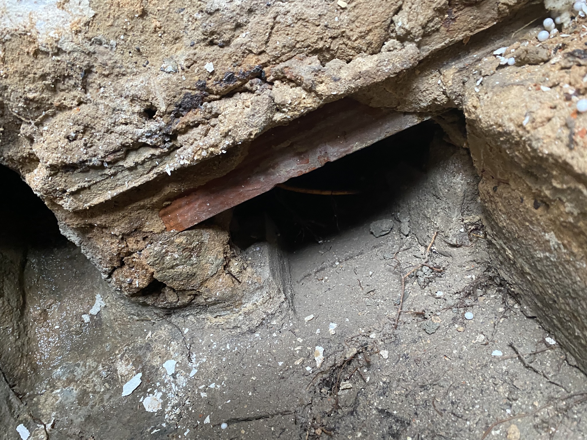 Roots in the external drainage